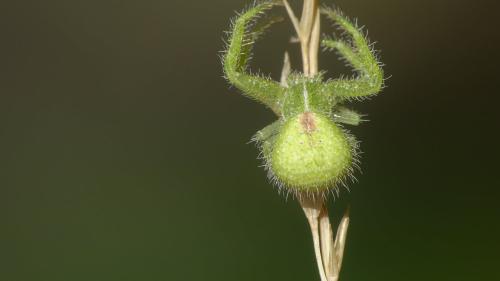 Heriaeus hirtus